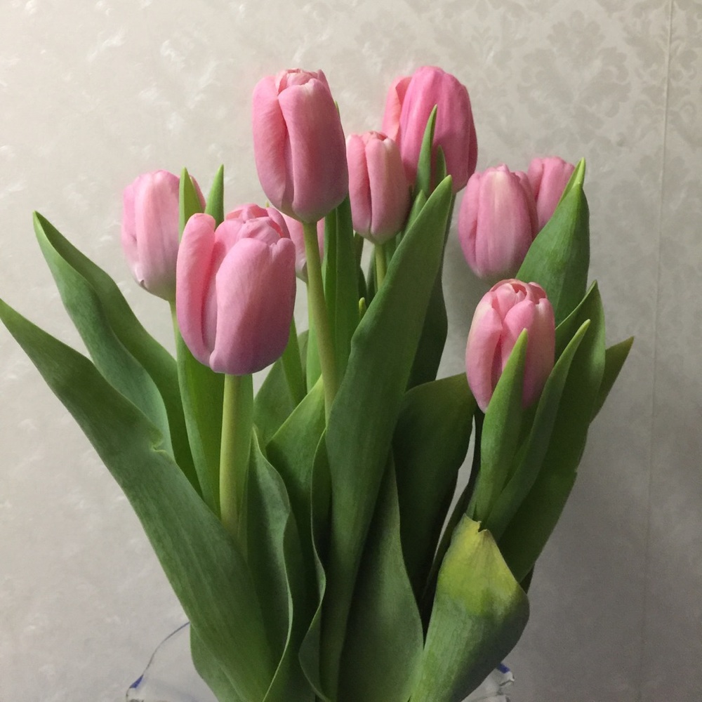 Meet your Posher, Theresa